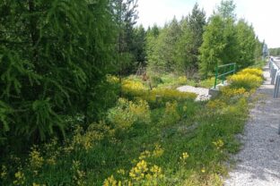 Burina, barborka obyčajná, Cesta slobody, Tatry