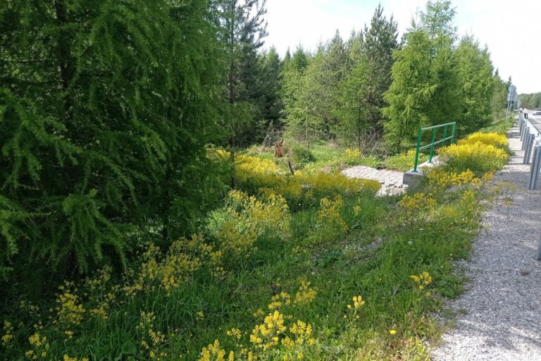 Burina, barborka obyčajná, Cesta slobody, Tatry