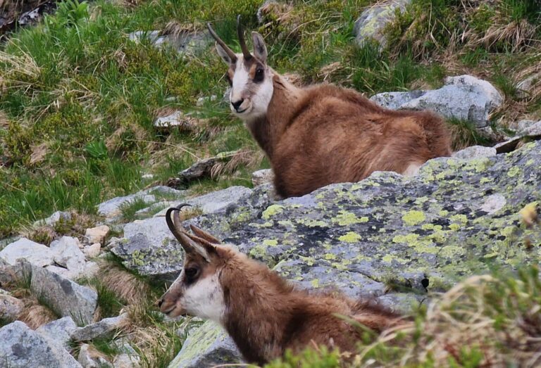 Tatry