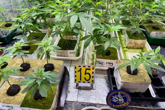 Marihuana, konope