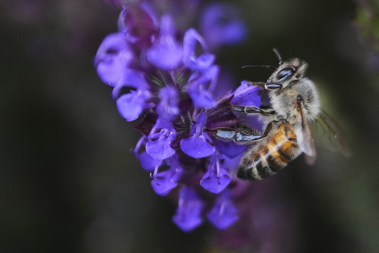 včela modrá šalvia