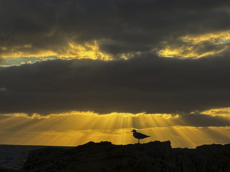 hrádza ápad slnka pobrežie čajka