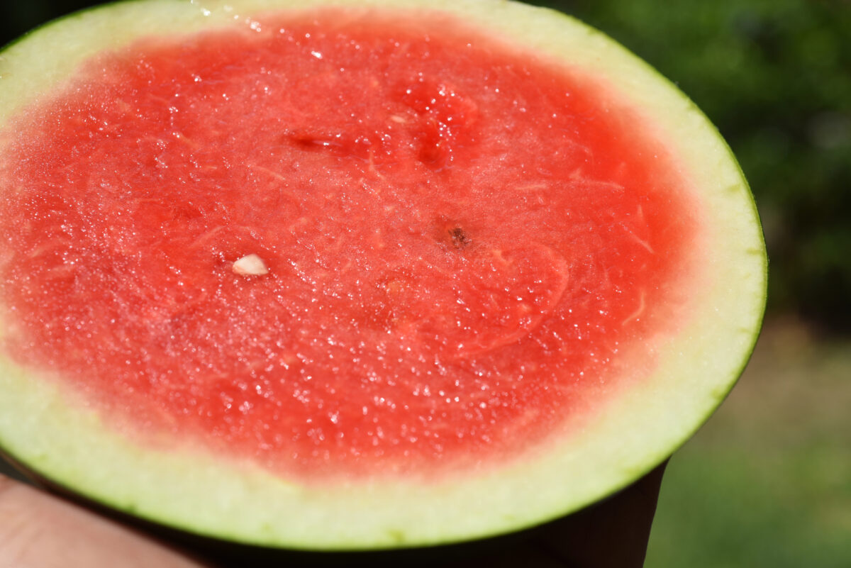 melón