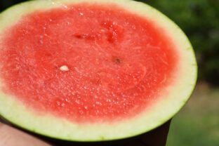 melón
