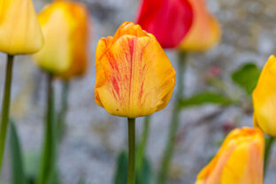 tulipány