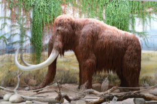 mamut