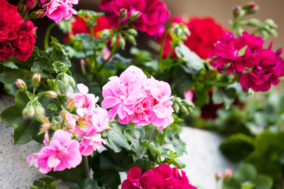 geranium