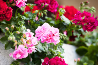 geranium