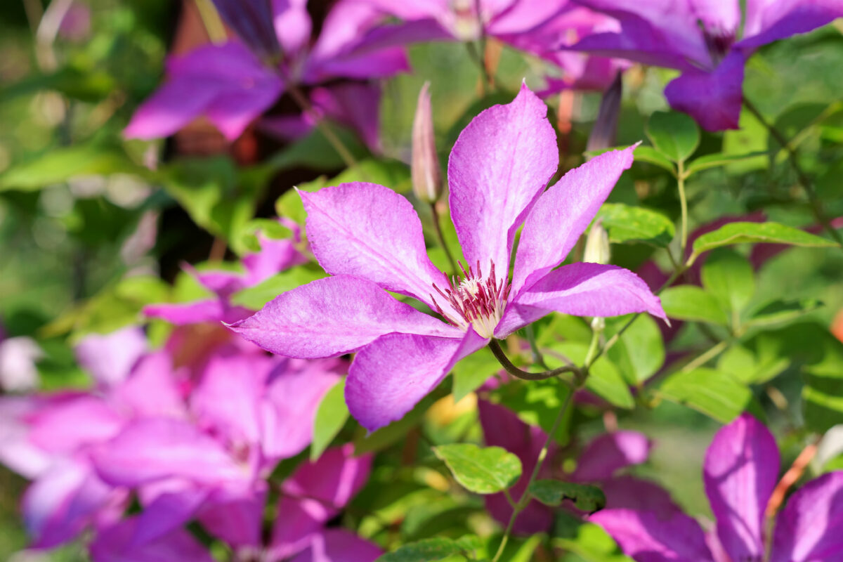 klematis