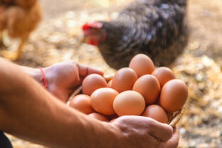 domáce vajíčka