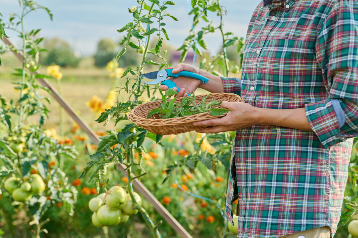 odstraňovanie listov na paradajkách
