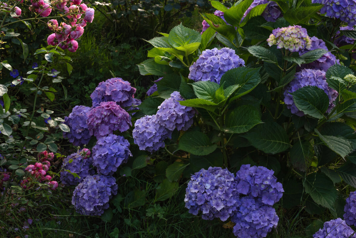 hortenzie