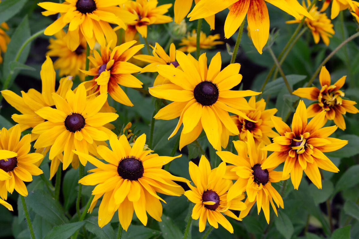 rudbekia