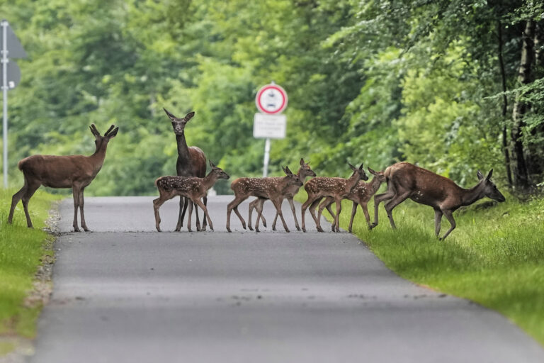 Jeleň mláďatá cesta les