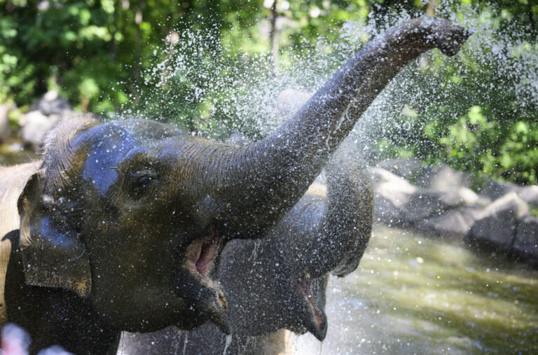 slon voda ochladzovanie