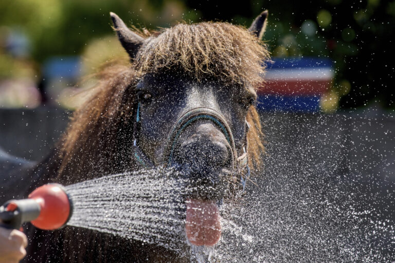 kôň voda ochladzovanie