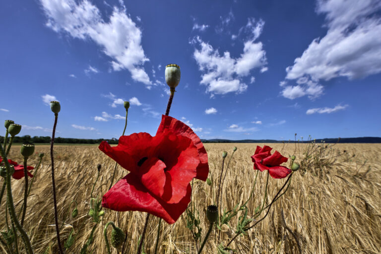 mak pole pšenica obloha