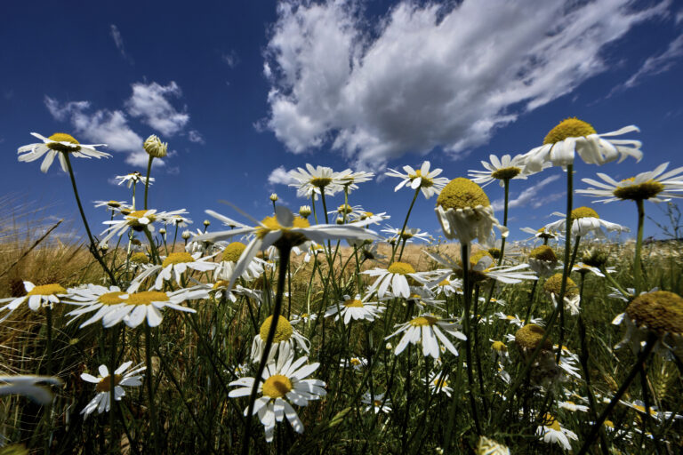 margarétky kvety pšenica obloha