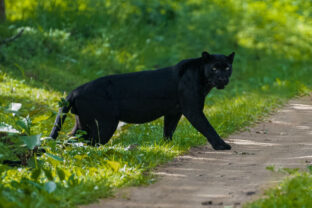 Black Panther in the forest