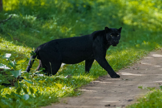 Black Panther in the forest