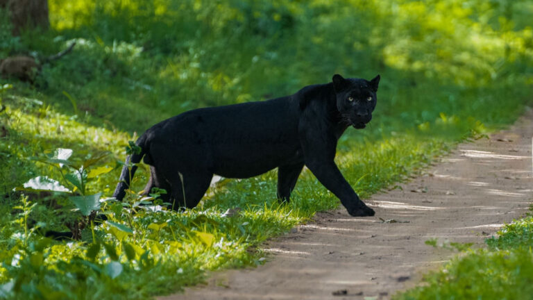 Black Panther in the forest