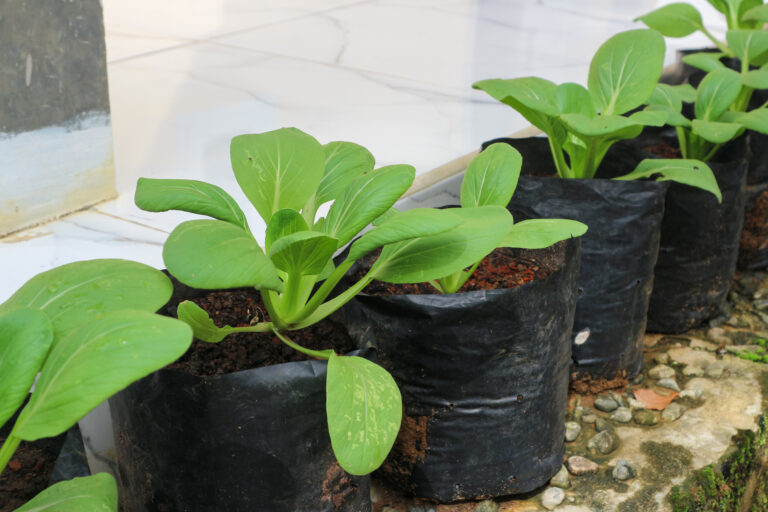 Pestovanie v byte? 6 originálnych spôsobov, ako si vytvoriť zelený kút aj bez záhrady