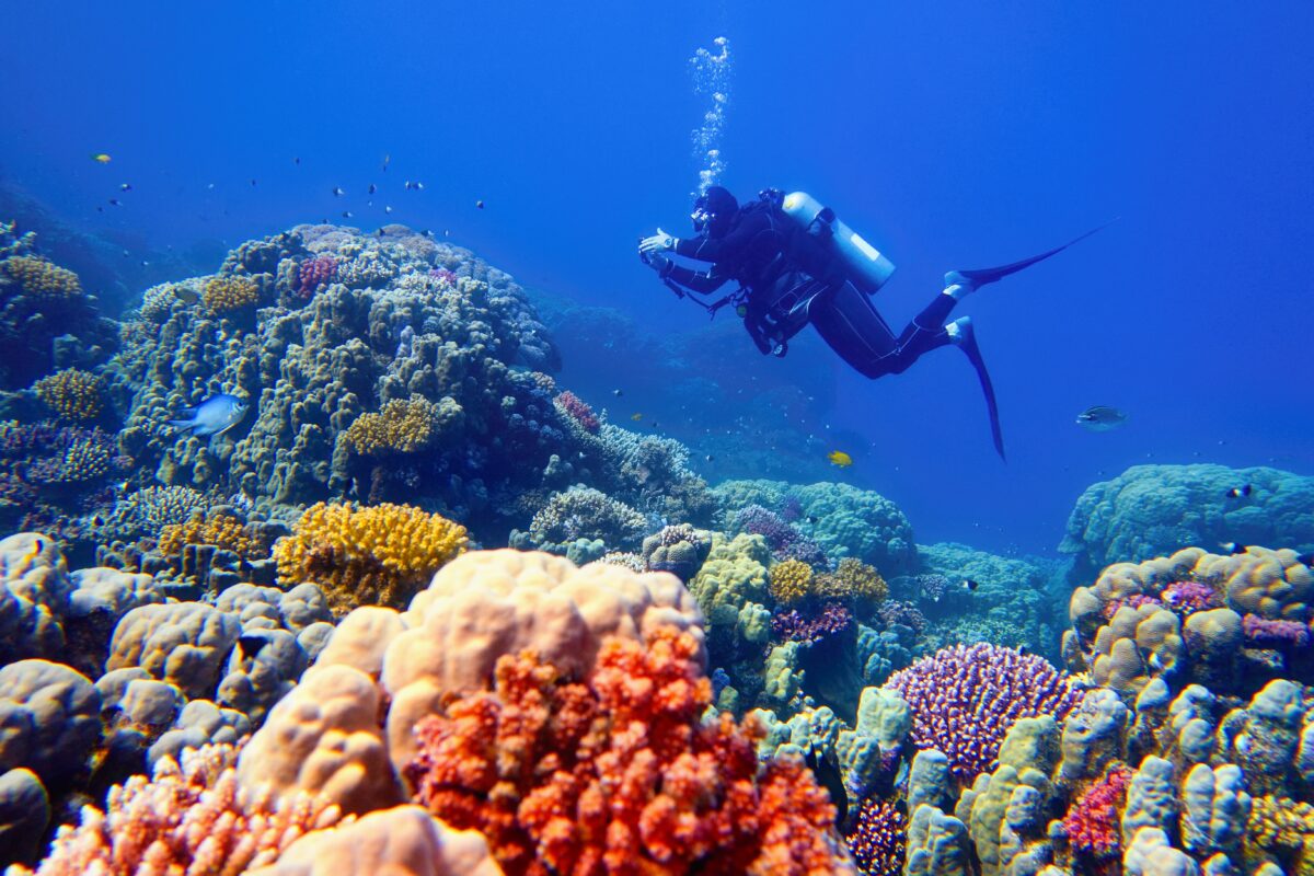 Man scuba diver checking beautiful colorful healthy coral reef with diversity of hard corals