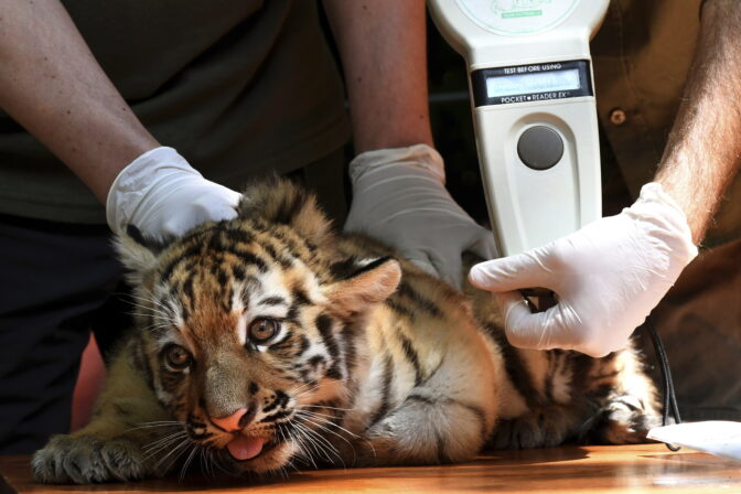tigríča tiger