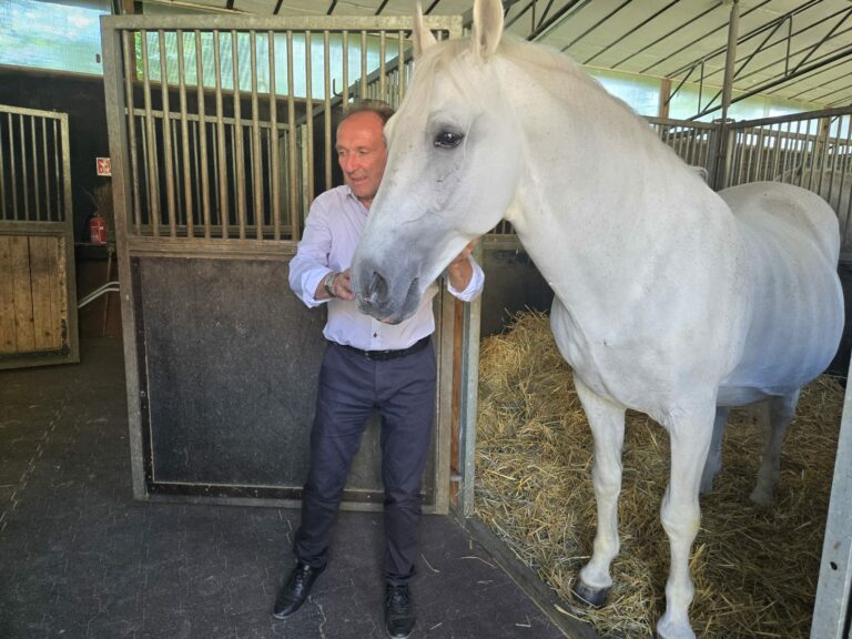 Lipicanský žrebec.