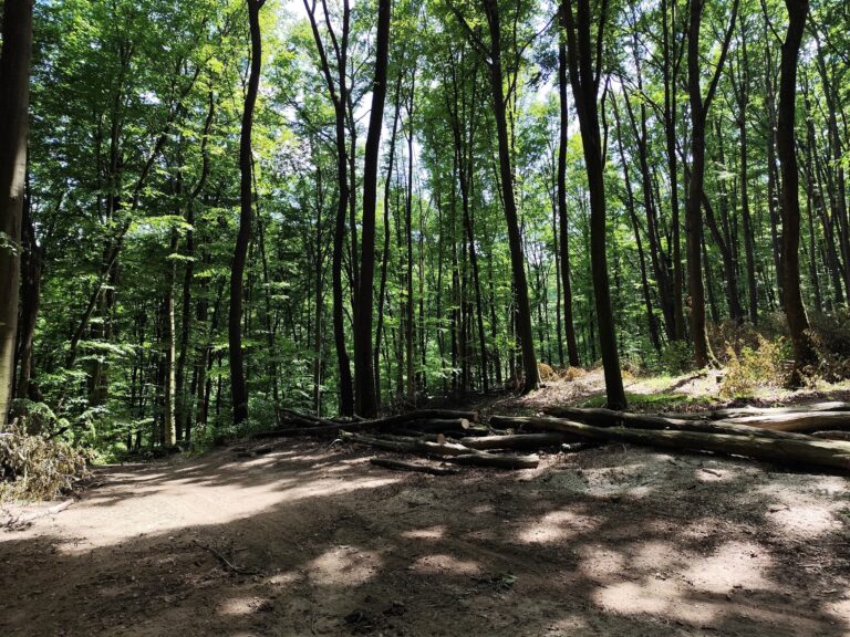 Unikátny projekt Archeoskanzen Bojná, Hradisko Valy a múzeum v obci Bojná