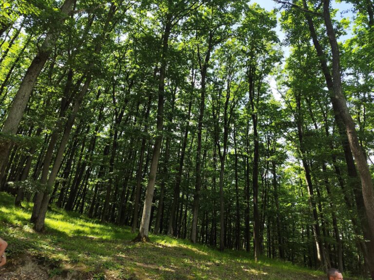Unikátny projekt Archeoskanzen Bojná, Hradisko Valy a múzeum v obci Bojná