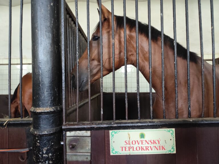 Národný žrebčín Topoľčianky.