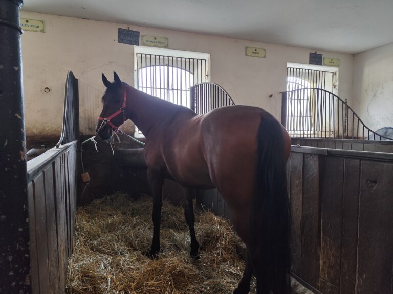 Národný žrebčín Topoľčianky.