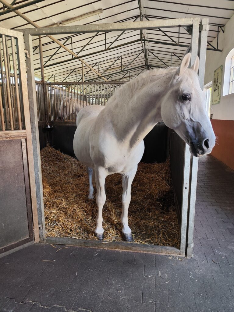 Lipicanský žrebec Maestoso - symbolický dar Slovenska pre kráľovnú Alžbetu II..