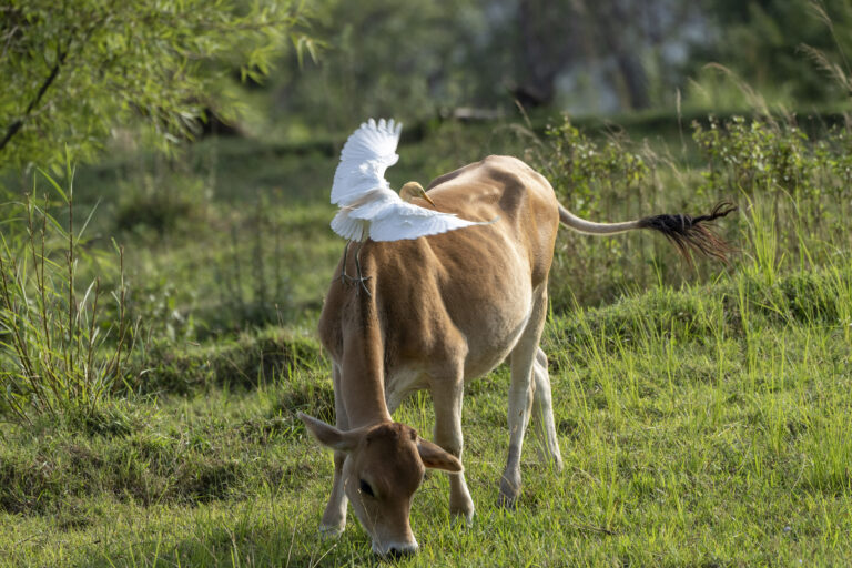 volavka krava tráva pastva