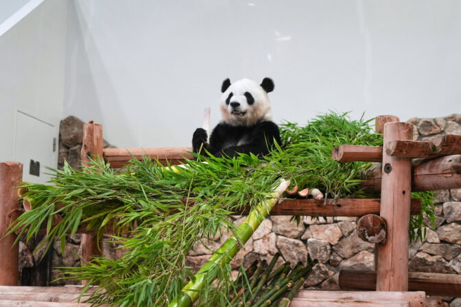 panda bambusy listy výbeh