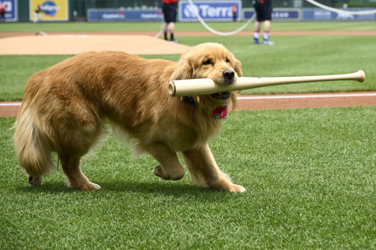 pes bejzbalova palica