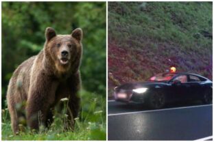 Medveď, zrážka