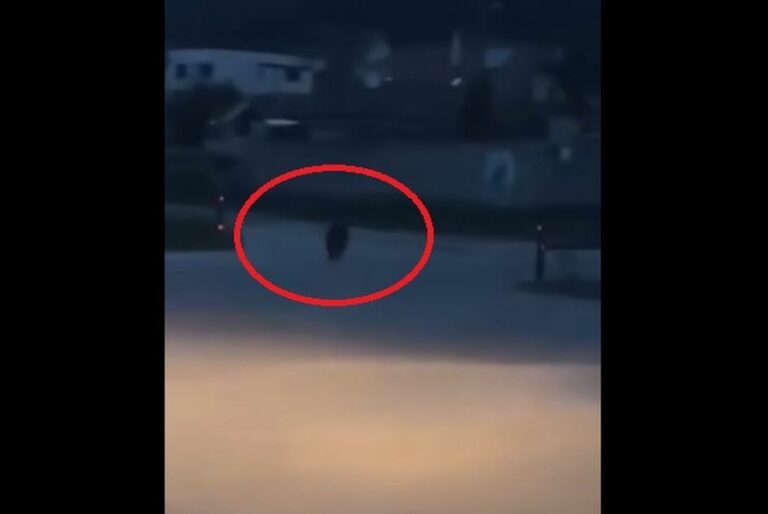 Medveď v Turčianskych Kľačanoch