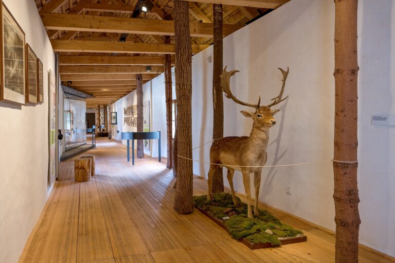 Roštejn: Hrad, kde sa deti učia cez hru a dospelí zažívajú barokové hodovanie