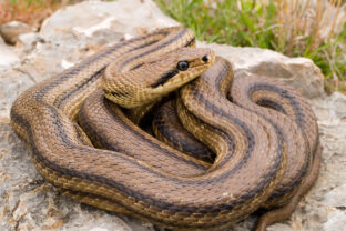 úžovka štvorpása