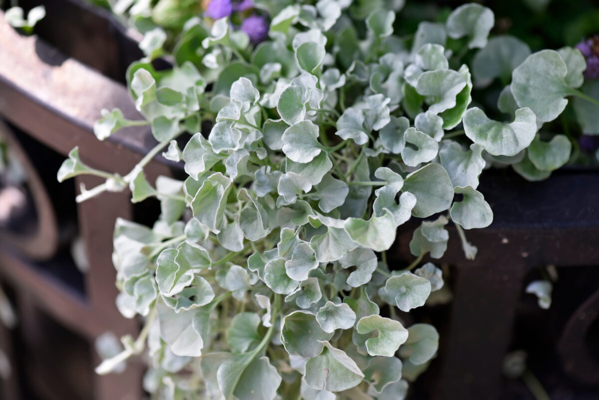 dichondra
