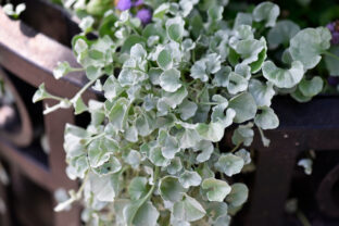 dichondra