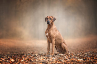 Rhodésky ridgeback