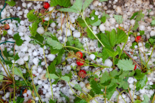 jahody a krúpy po búrke