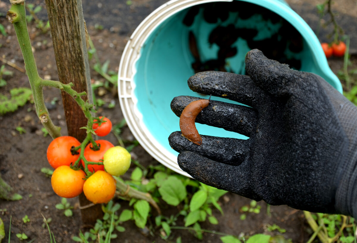 Slimák v záhrade