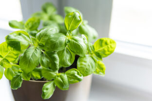 pestovanie bazalky