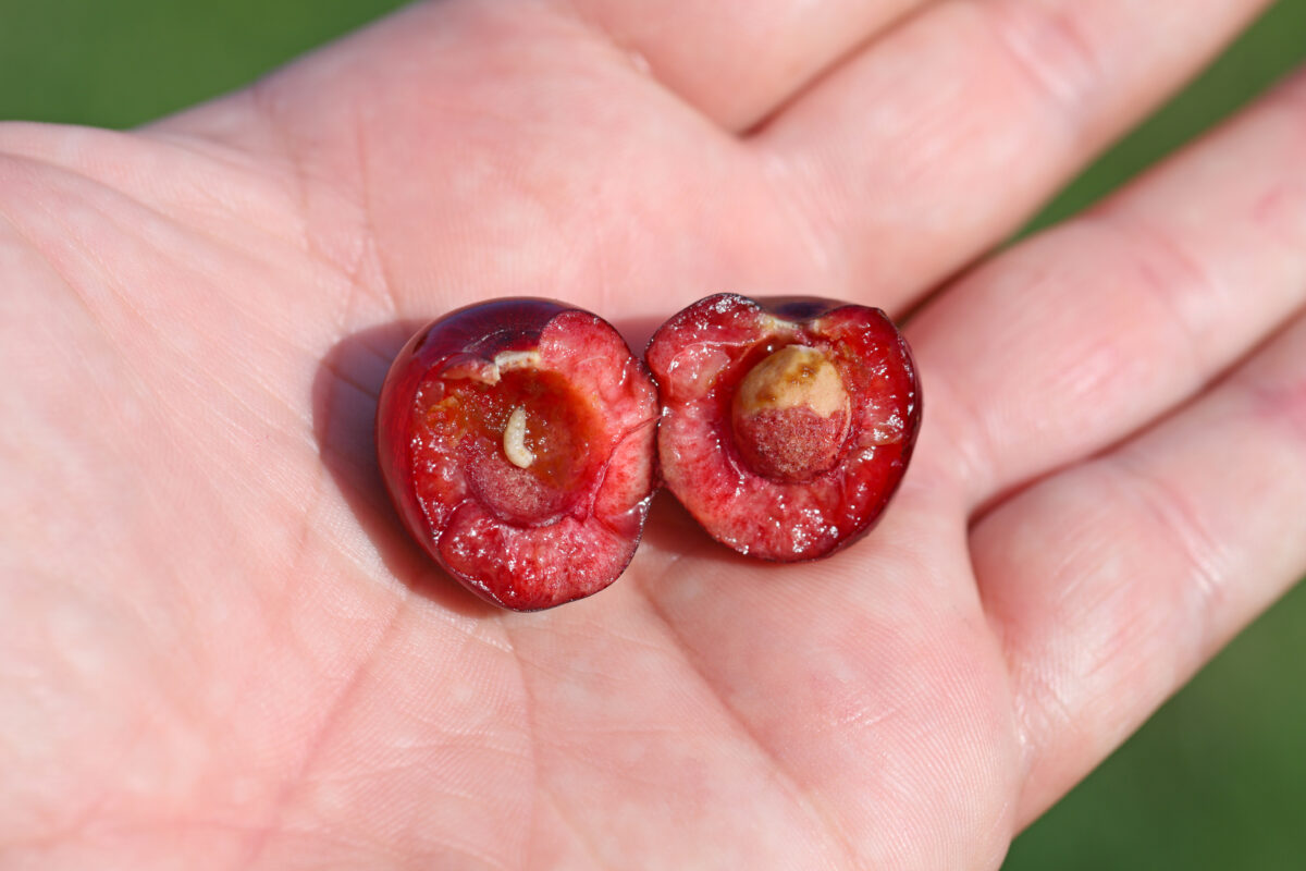 červík v čerešni