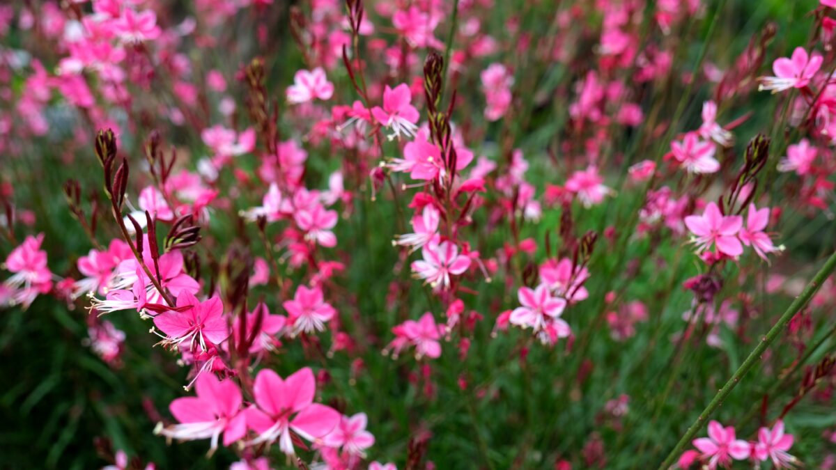 gaura