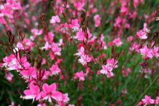 gaura